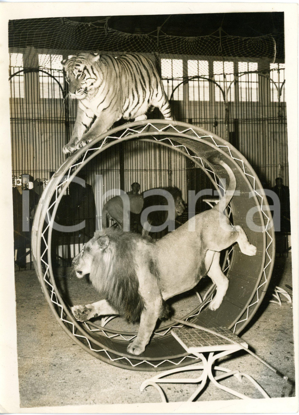 1955 ASCOT Bertram Mills Circus - Lions and tigers during the training *Photo