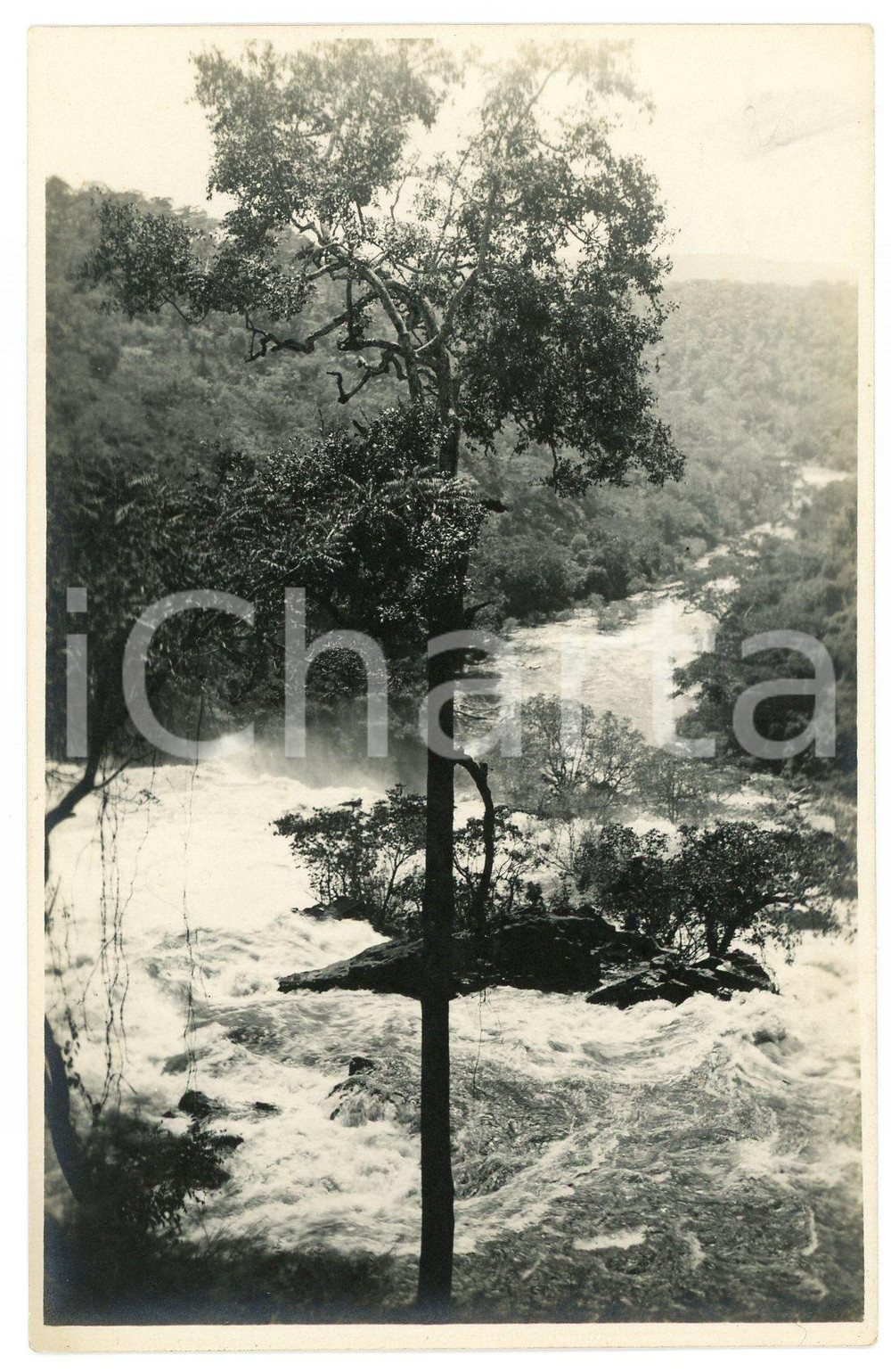 1930 ca CONGO BELGE Rivière PANDA - Arbre *Photo Léopold GABRIEL n°79 Fotografia originale d'epoca, in formato cartolina postale.FOTOGRAFO: L&eacute;opold Gabriel - Panda - Katanga  GOOD/buono  FORMATO: 9x14 cm originale e autentica 1