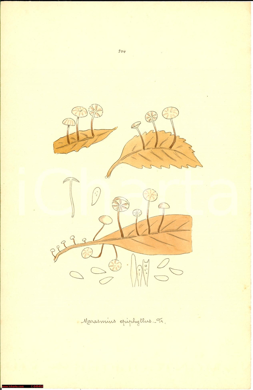 Stampa, bozzetto originale 1890 ca Marasmus epiphyllus Stampa ACQUERELLATA a mano 1