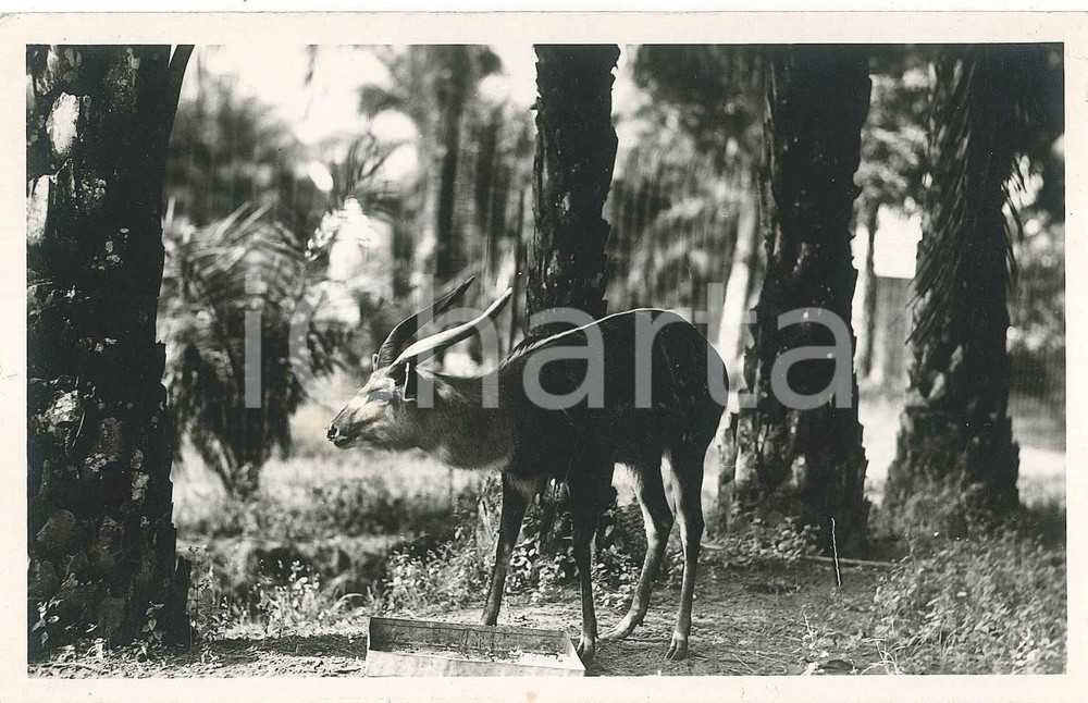 1930 C. ZAGOURSKI - AFRIQUE - CONGO BELGE Antilope - Postcard FP NV  Fotocartolina postale d'epoca del fotografo Casimir Zagourski.CONDIZIONI: GOODFORMATO: 9x14 cm    originale e autentica 1