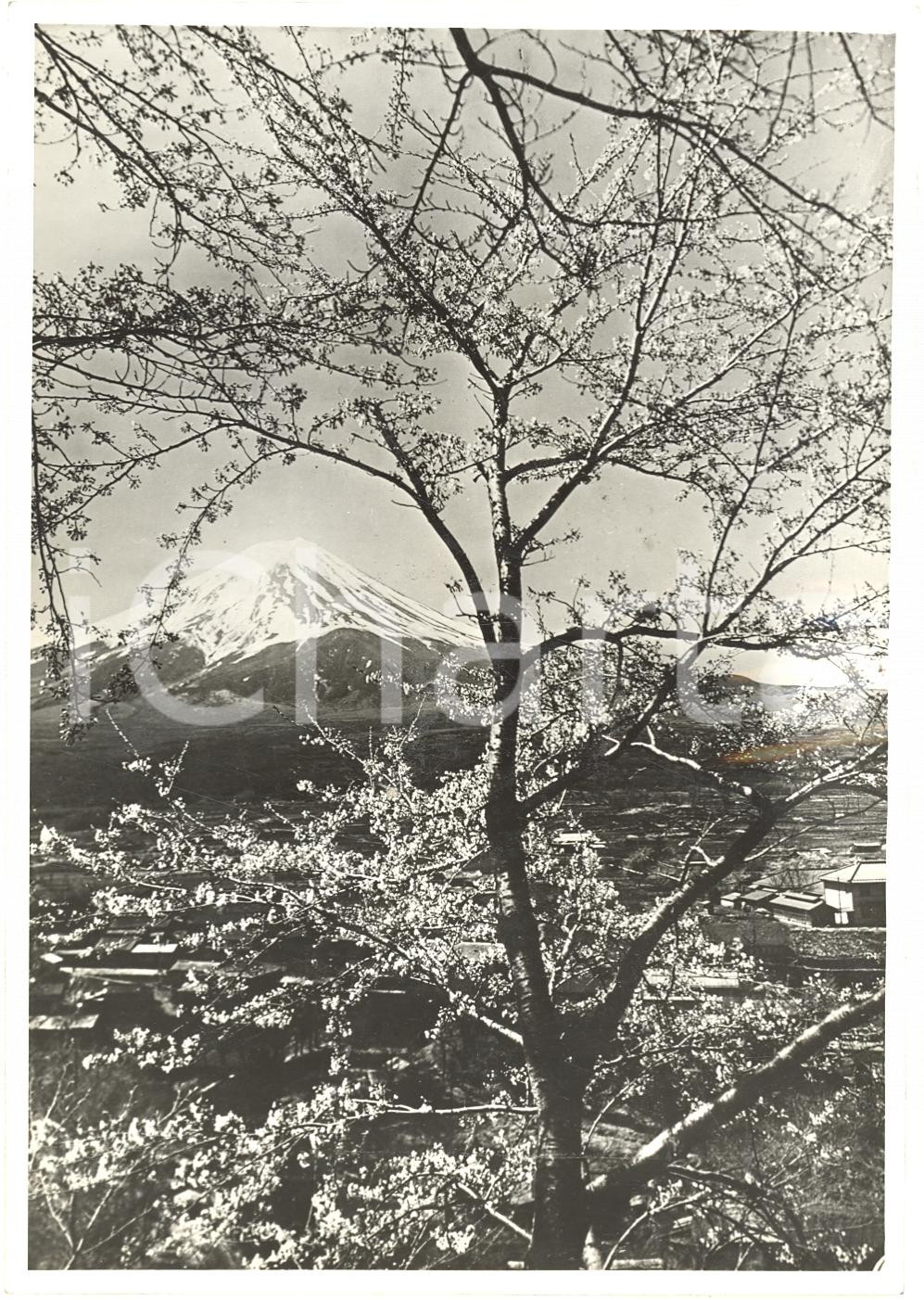 Fotografia d'epoca originale 1942 GIAPPONE Primavera alle falde del Monte FUJIYAMA 1