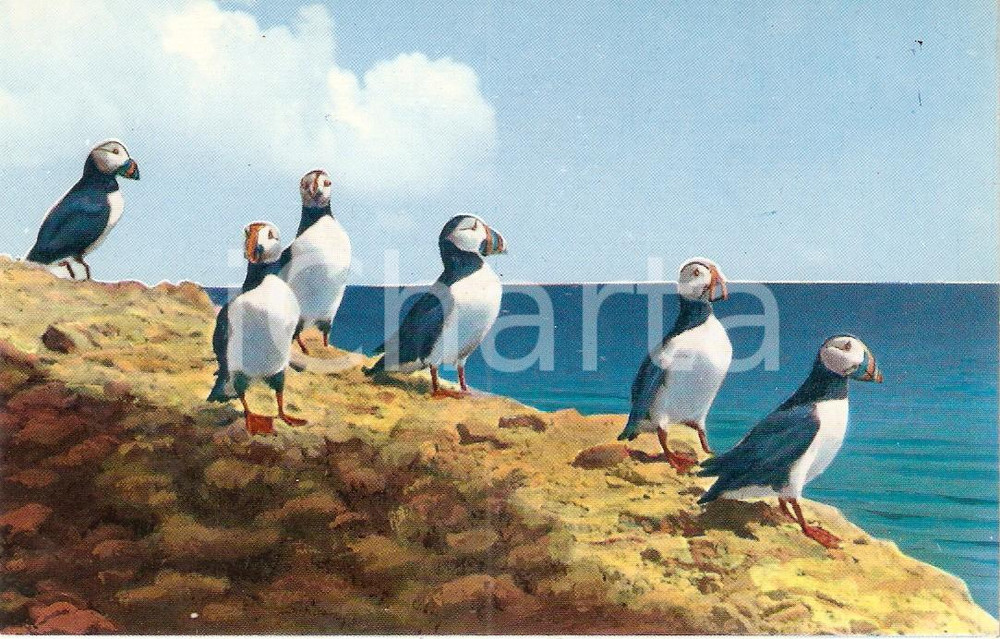 Cartolina originale da collezione 1960 ILE BONAVENTURE CANADA Puffins at bird sanctuary Cartolina FP NV 1