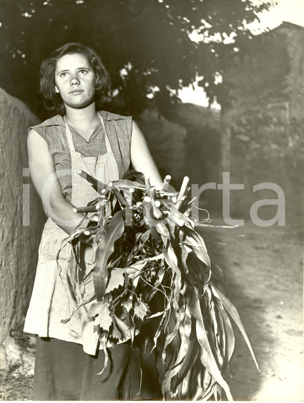 Fotografia d epoca originale 1955 ca SLOVENIA? Giovane contadina trasporta fascine Fotografia 1