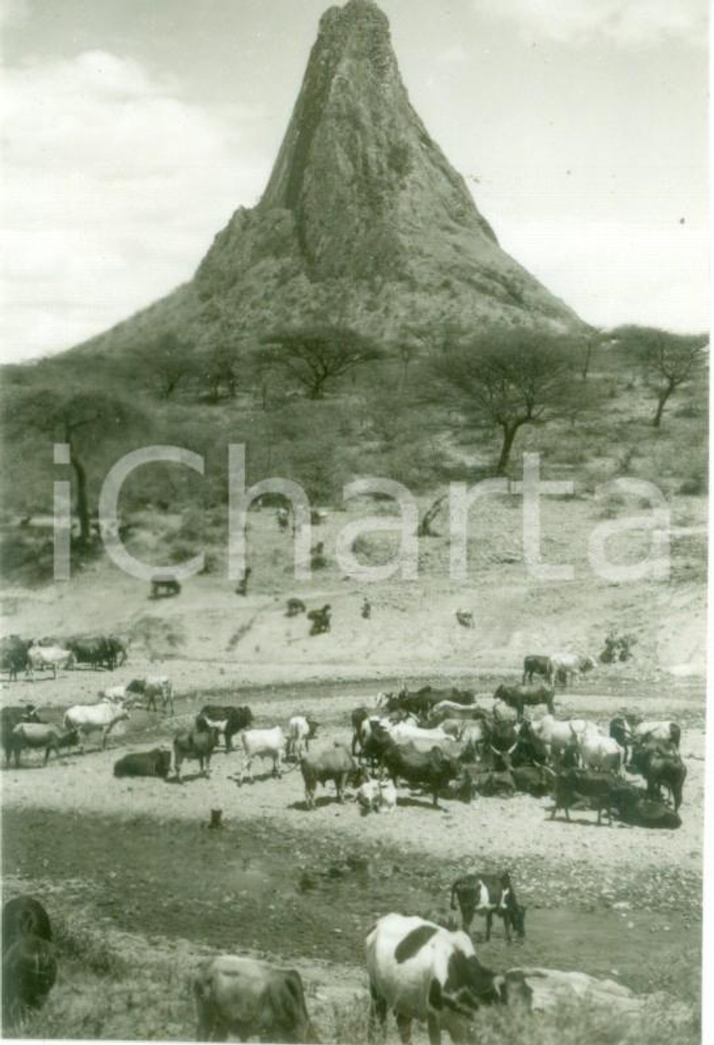 Fotografia d epoca originale 1935 ADUA ETIOPIA AOI Mucche al pascolo nella steppa abissina Fotografia 1