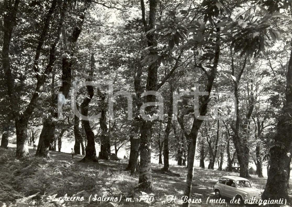 Cartolina originale da collezione 1967 ACERNO (SA) FIAT 600 nel bosco *Cartolina postale ANIMATA FG VG 1