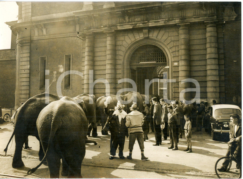 1959 TORINO Carcere Le Nuove - Circo ORFEI - Ingresso elefanti per lo spettacolo
