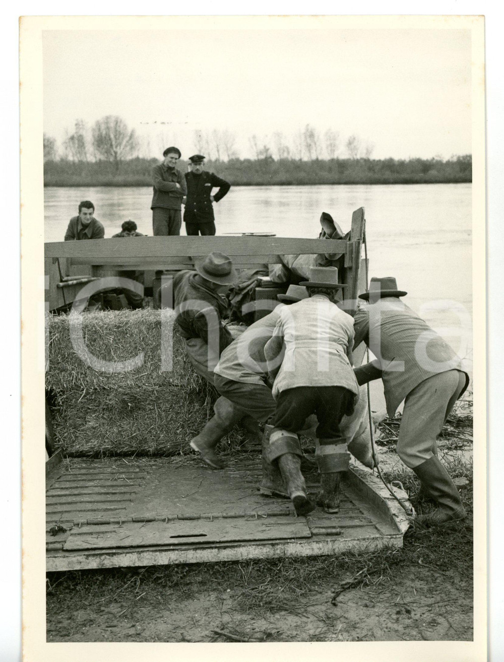 1957 ALLUVIONE POLESINE Bestiame in salvo su mezzo da sbarco MARINA MILITARE Fotografia d'epoca con didascalia coeva.  CONDIZIONI: G FORMATO: 13x18 cm     originale e autentica 1
