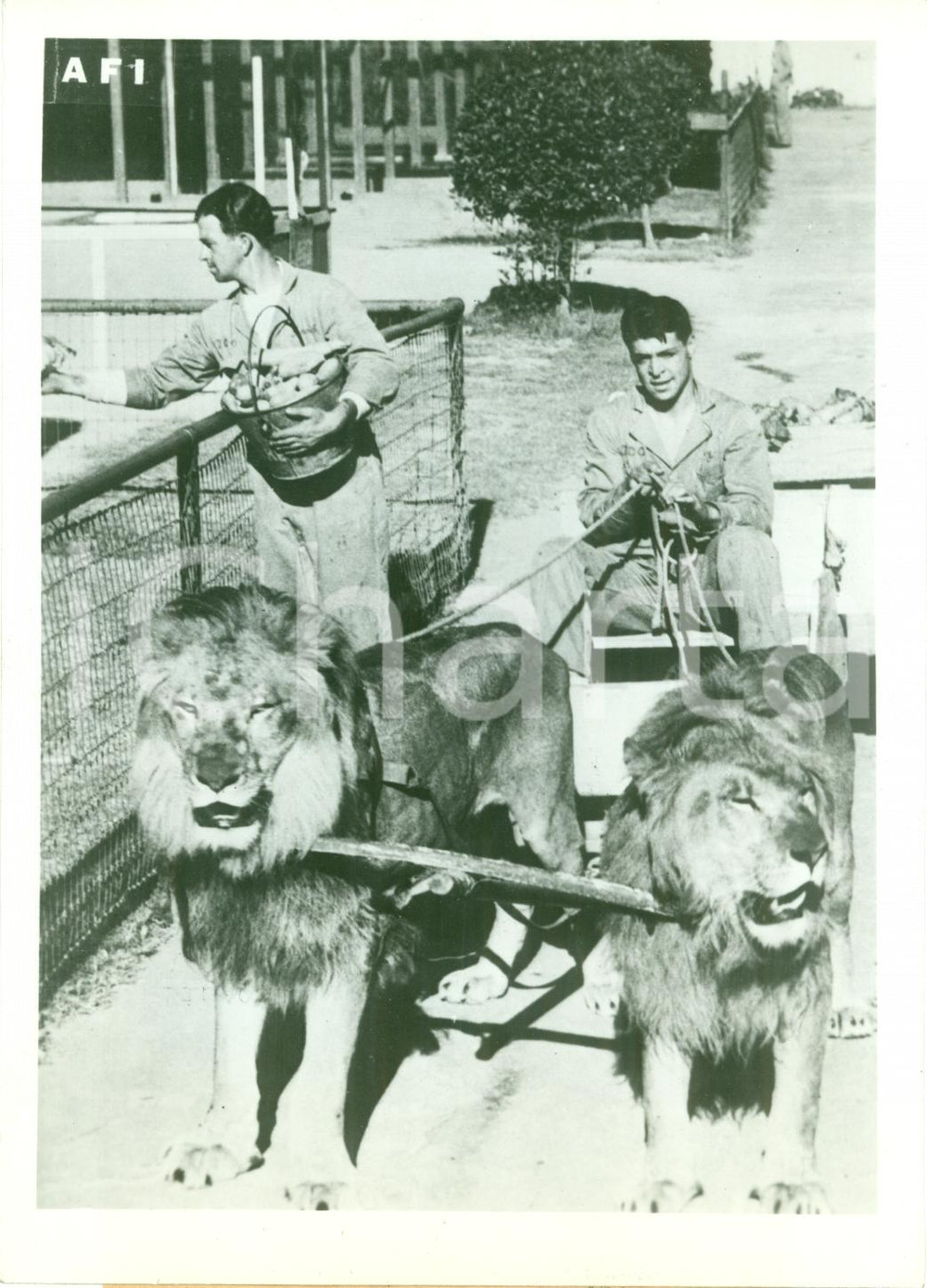 Fotografia d epoca originale 1941 LISBONA Coppia di leoni traina carrozza alimentare allo zoo FOTOGRAFIA 1