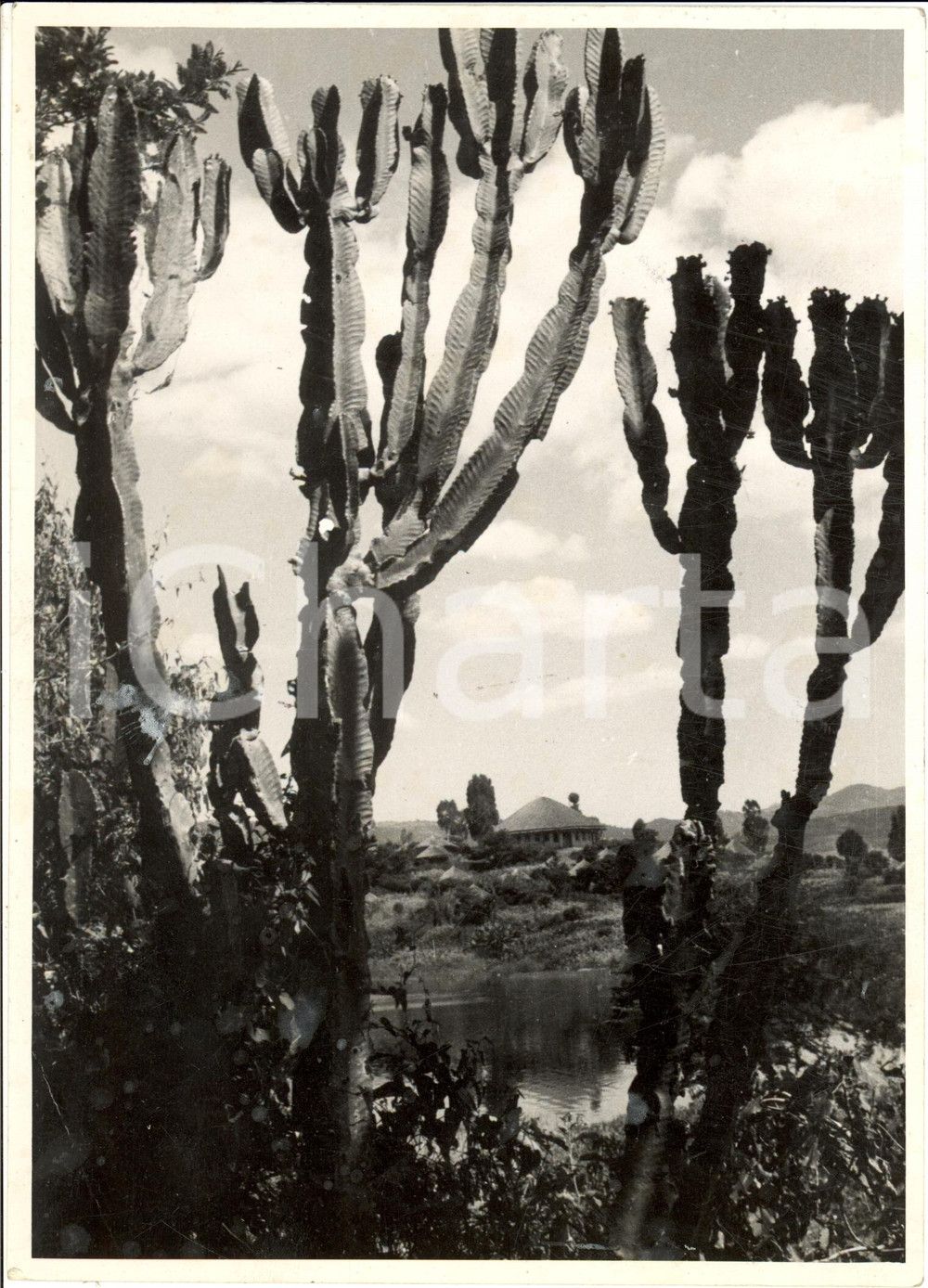 Fotografia d epoca originale 1935 ca DESSIE  ETIOPIA I cactus del lago HAYK Vera fotografia 1