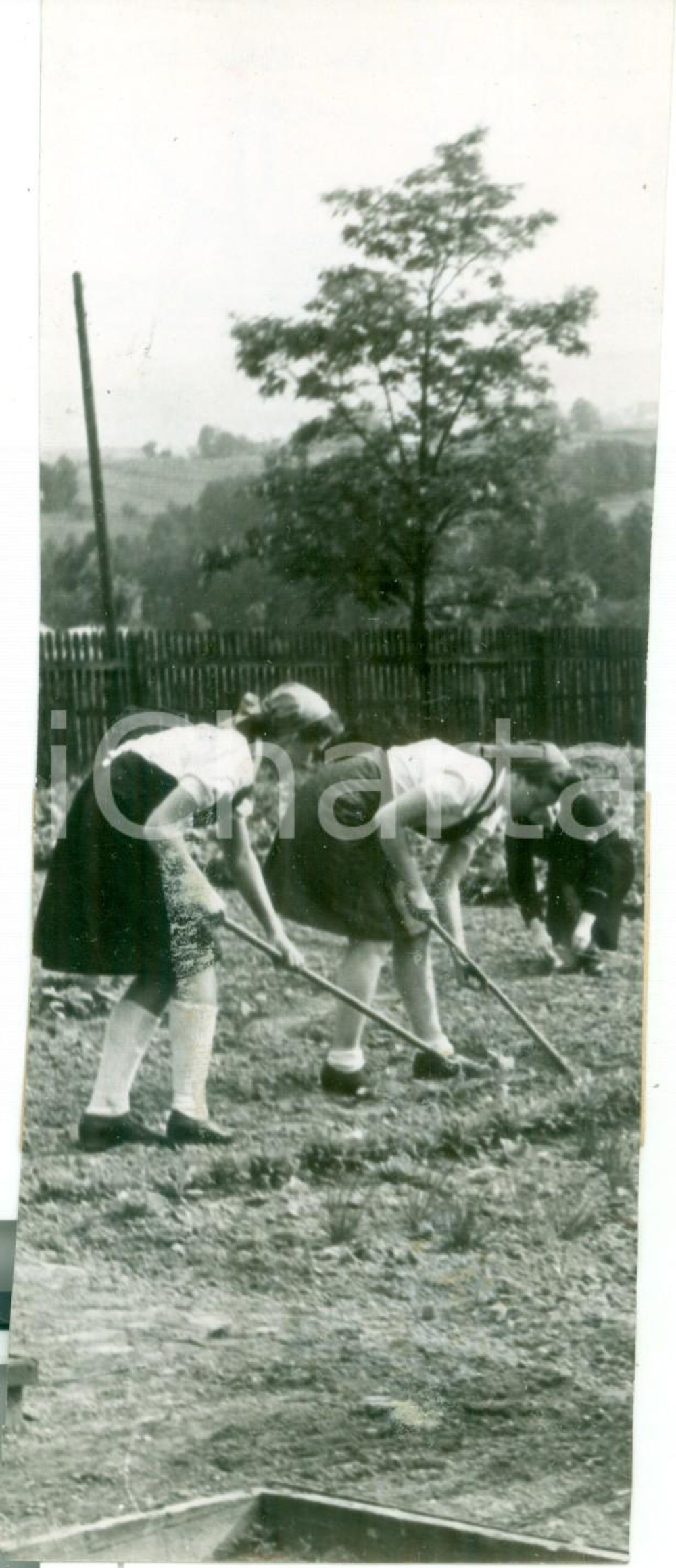 Fotografia d epoca originale 1943 GERMANIA PROPAGANDA WW2 Studentesse al lavoro nei campi durante la guerra 1