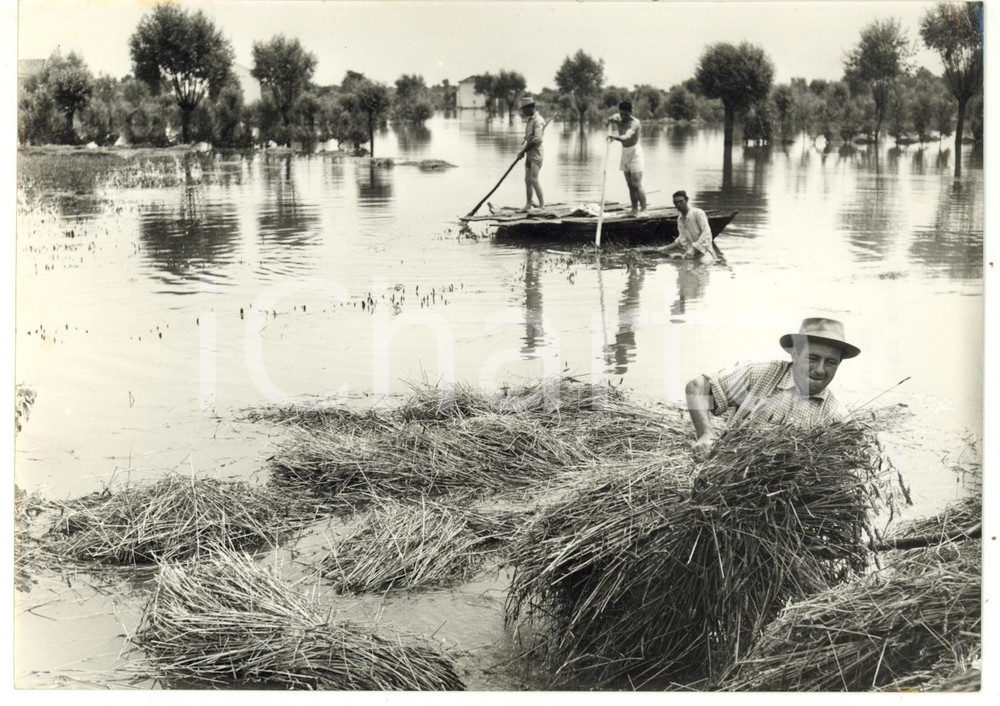 1957 ALLUVIONE POLESINE CA' VENDRAMIN Contadino porta al riparo covoni di fieno