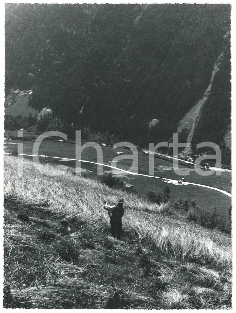 Fotografia d epoca originale 1955 ca VEZZA D OGLIO / TU  Falciatura segale Foto Gualtiero LAENG FIRMATA 1