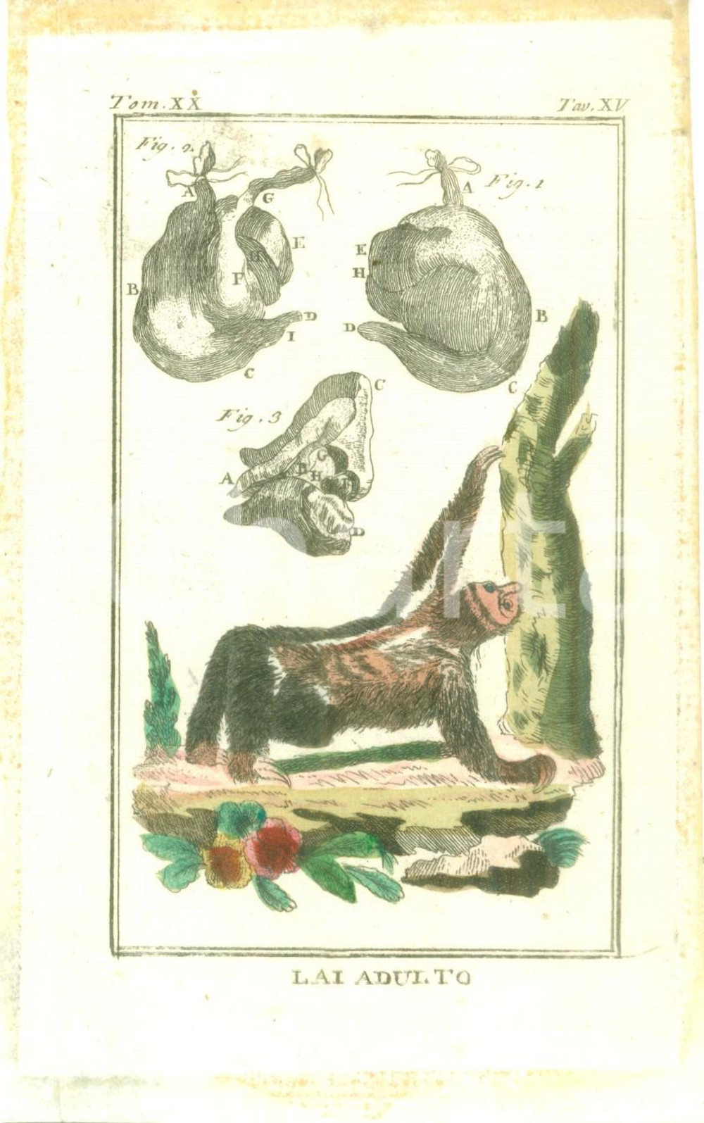 Stampa, bozzetto originale 1845 ca STORIA NATURALE Lai adulto Stampa COLORATA A MANO 1