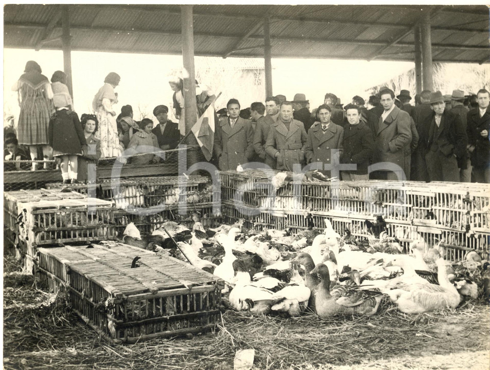 1955 ca MOROZZO (CN) Folla alla tradizionale Fiera del Cappone - Foto 24x18  Fotografia d'epoca con didascalia dattiloscritta coeva al verso.    CONDIZIONI: GFORMATO: 24x18 cm     originale e autentica 1