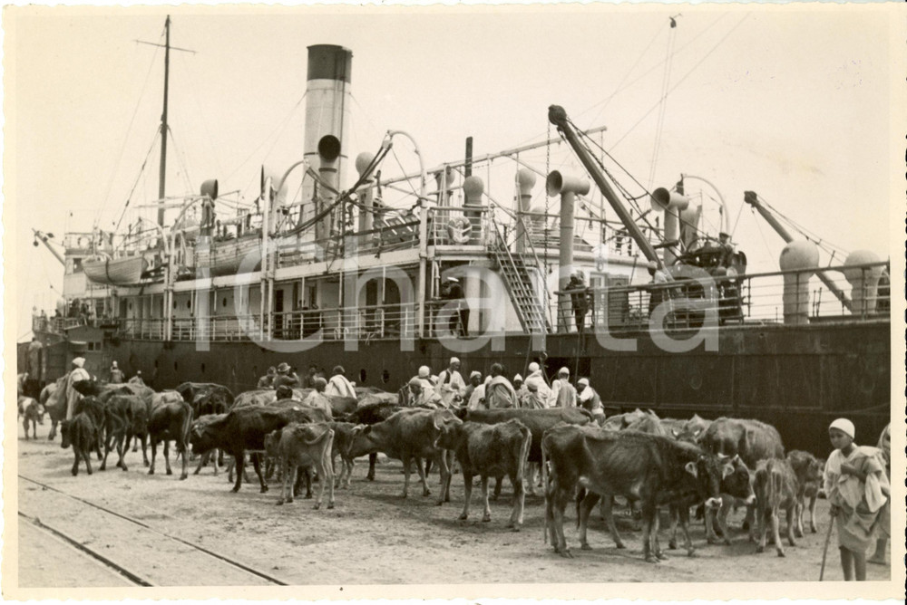 Fotografia d epoca originale 1936 LIBIA Bovini attendono imbarco su piroscafo per fuggire siccitÃ  Fotografia 1