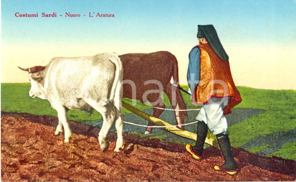 Cartolina originale da collezione 1920 ca NUORO COSTUMI SARDI L'aratura *Cartolina ILLUSTRATA FP NV 1