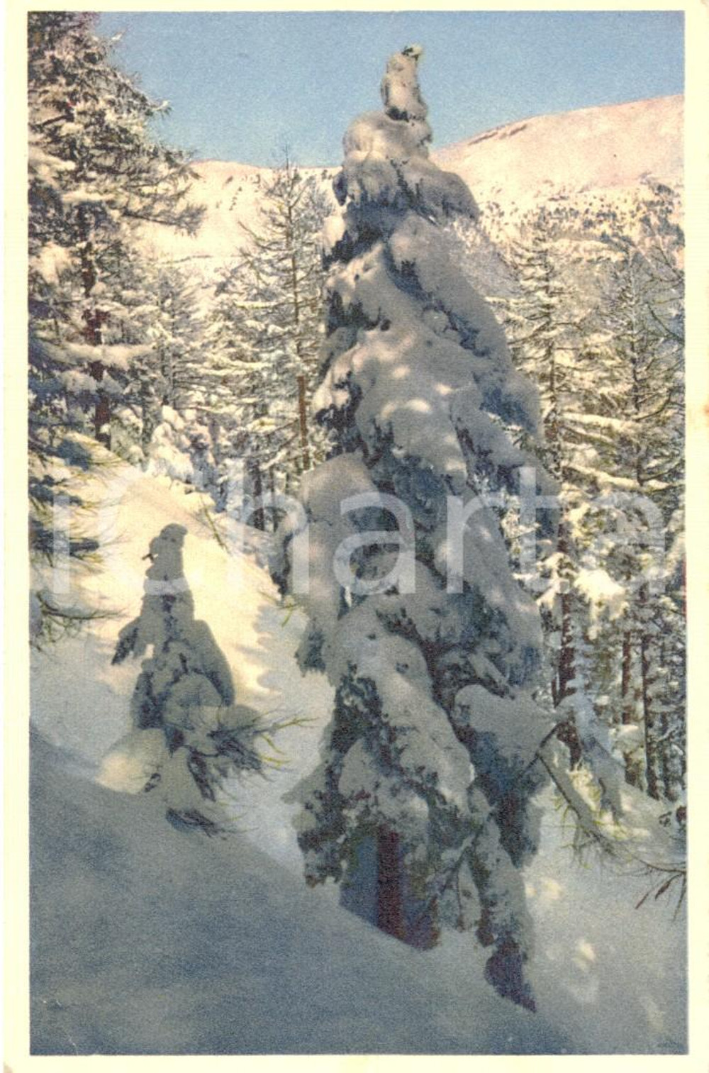Cartolina originale da collezione 1940 ca CLAVIERE (TO) Alberi innevati VAL DI SUSA Albergo SAVOIA Cartolina FP NV 1
