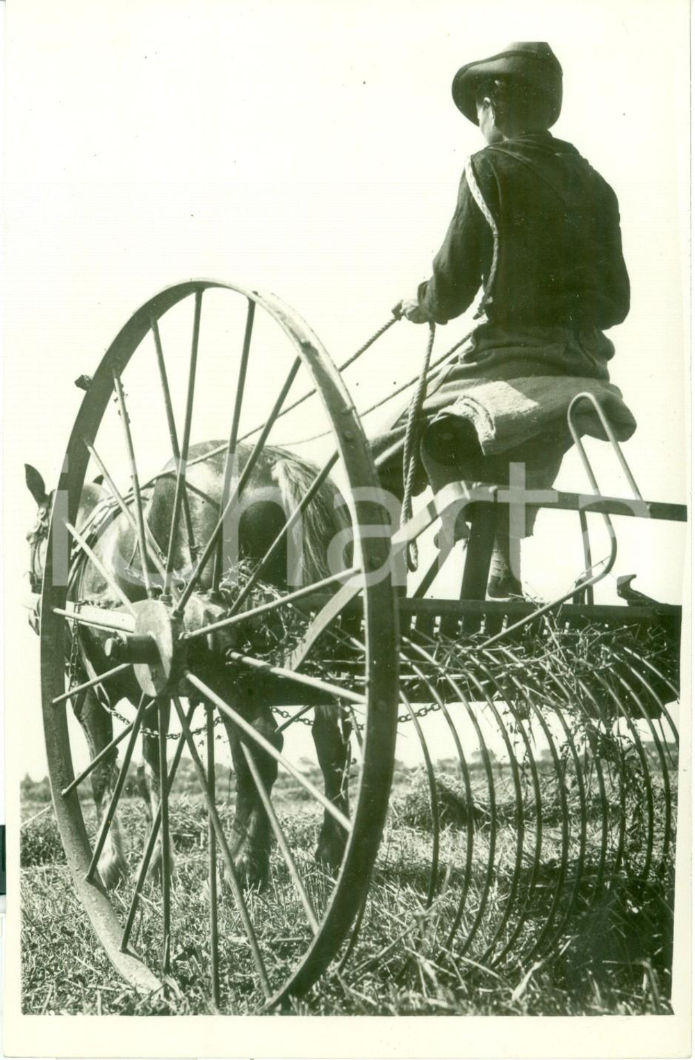 Fotografia d epoca originale 1935 ca ROMA Giovane contadino su ranghinatore trainato da cavallo Fotografia 1