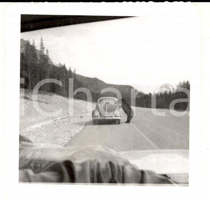Fotografia d epoca originale 1970 ca EDNA LAKE CANADA Orso si avvicina a un auto Foto VINTAGE 9x9 1