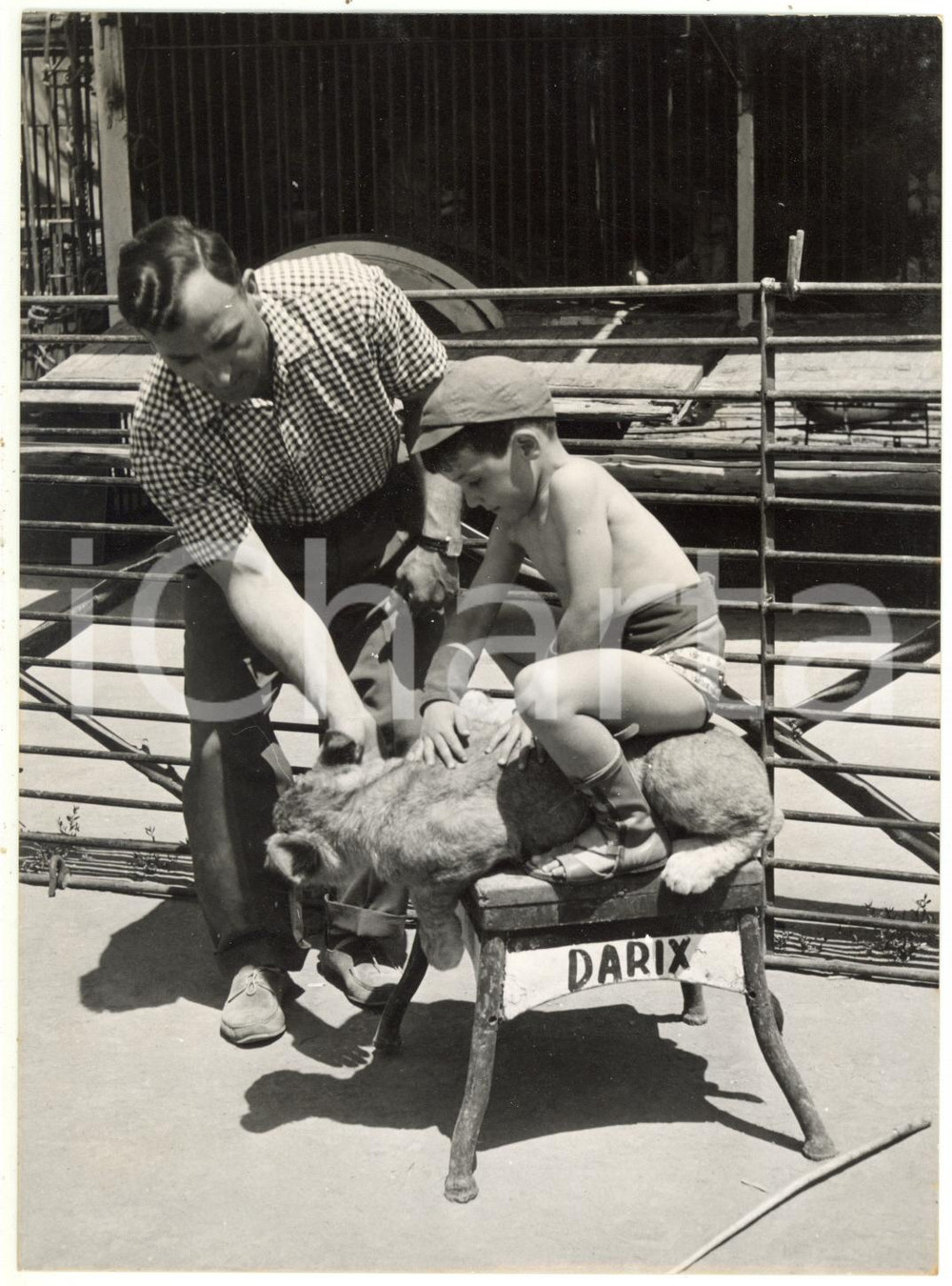 1956 ROMA - CIRCO - Darix TOGNI insegna al figlio a domare un cucciolo di leone