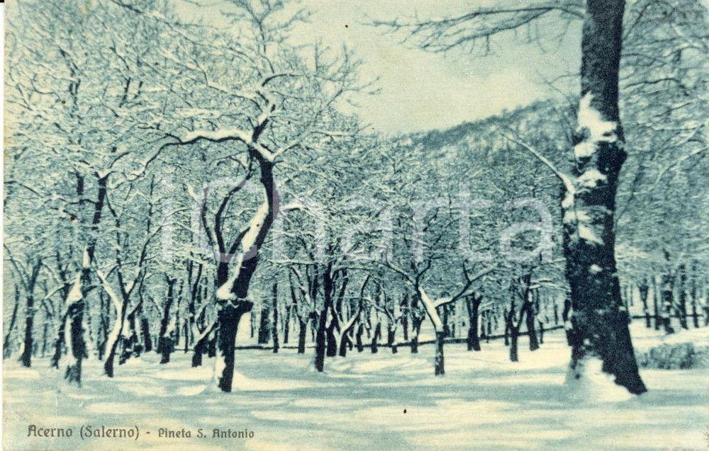 Cartolina originale da collezione 1950 ca ACERNO SA Scorcio della Pineta SANT ANTONIO innevata Cartolina FP VG 1