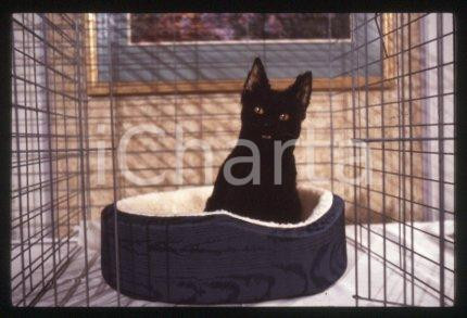 35mm vintage slide* 1997 CINEMA Series "SABRINA TEENAGE WITCH" CAT SHOWDOWN (5)