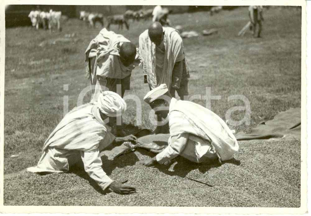 Fotografia d epoca originale 1939 GIMMA Etiopia Indigeni raccolgono e insaccano chicchi caffÃ¨ Fotografia 1