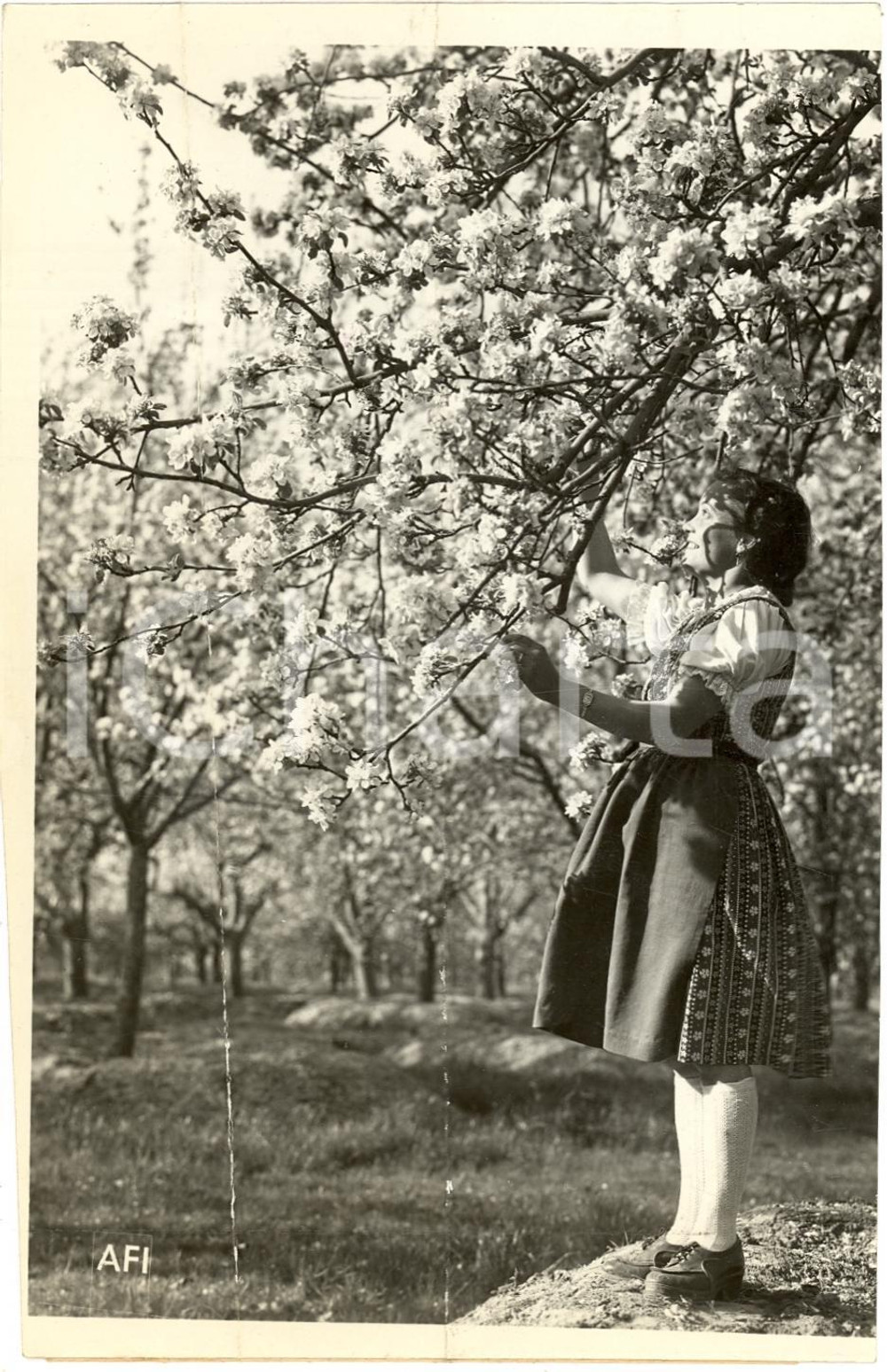 Fotografia d'epoca originale 1943 VENEZIA Ragazza che raccoglie fiori in primavera 1