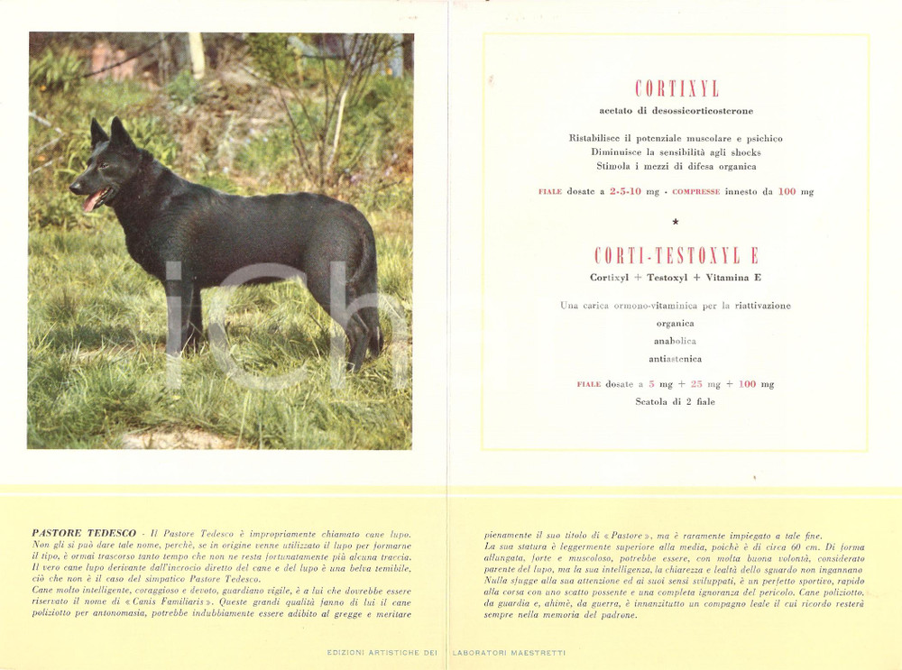 Materiale pubblicitario d’epoca 1956 MILANO Laboratori MAESTRETTI Cortixyl  Scheda PASTORE TEDESCO 1 1
