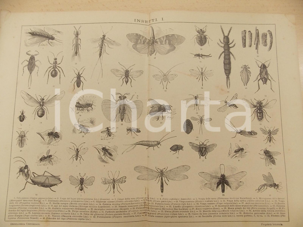 Stampa, bozzetto originale 1900 ca LEXICON VALLARDI Enciclopedia Universale  Insetti I Tavola ILLUSTRATA 1