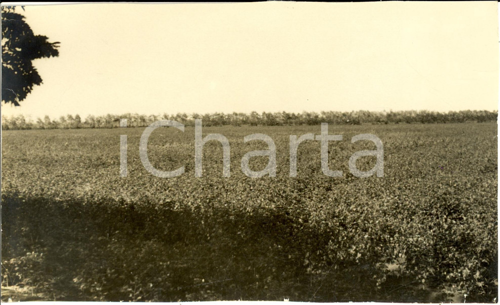 Fotografia d epoca originale 1939 GIUBA SOMALIA Una piantagione di cotone Fotografia 1