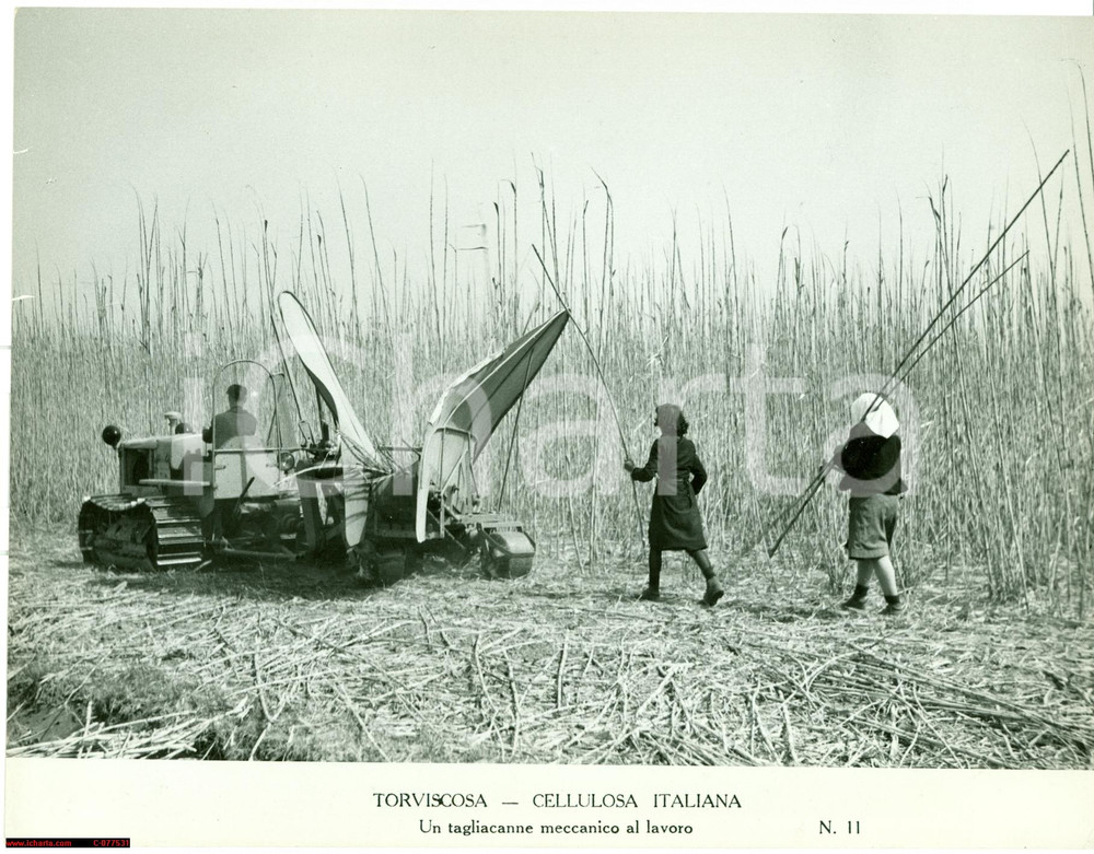 Fotografia d epoca originale 1940 ca TORVISCOSA UD Cellulosa Italiana Tagliacanne meccanico al lavoro FOTO 1