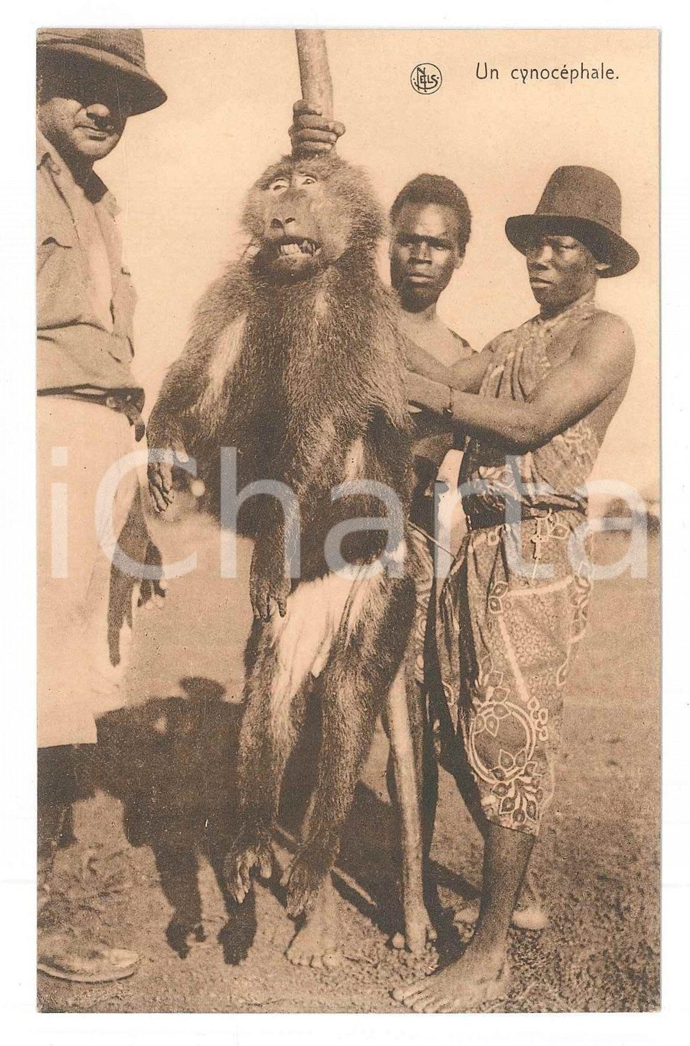 1930 ca AFRIQUE Un cynochéphale - Chasseurs avec singe - Carte postale FP NV  Cartolina d'epoca, non viaggiata. FAIR/discreto Lievi smussature agli angoli Formato: 14x9 originale e autentica 1