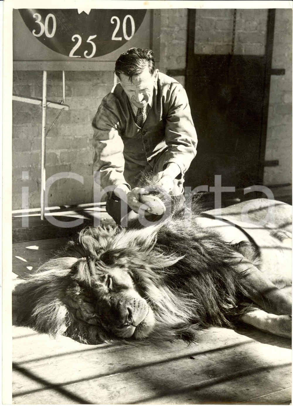 Fotografia d epoca originale 1939 LONDON UK CHESSINGTON ZOO Hans BRICK pettina criniera leone HABIBI Foto 1