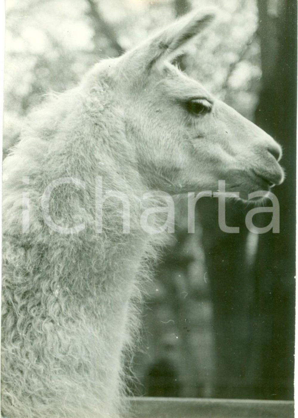 Fotografia d epoca originale 1941 MILANO Un lama bianco allo zoo Vera fotografia 1