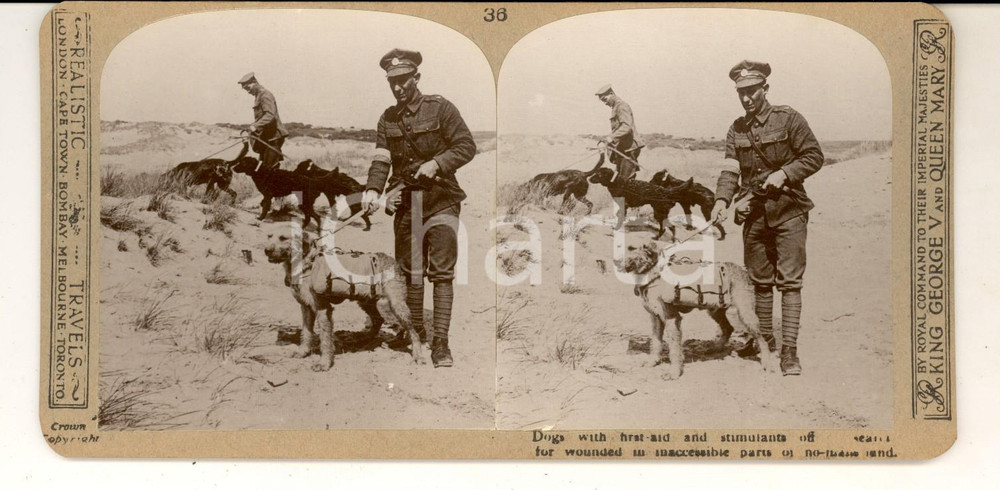 Fotografia d epoca originale 1918 WW1 THE GREAT WAR Dogs with first aid for wounded Stereoscopica 1