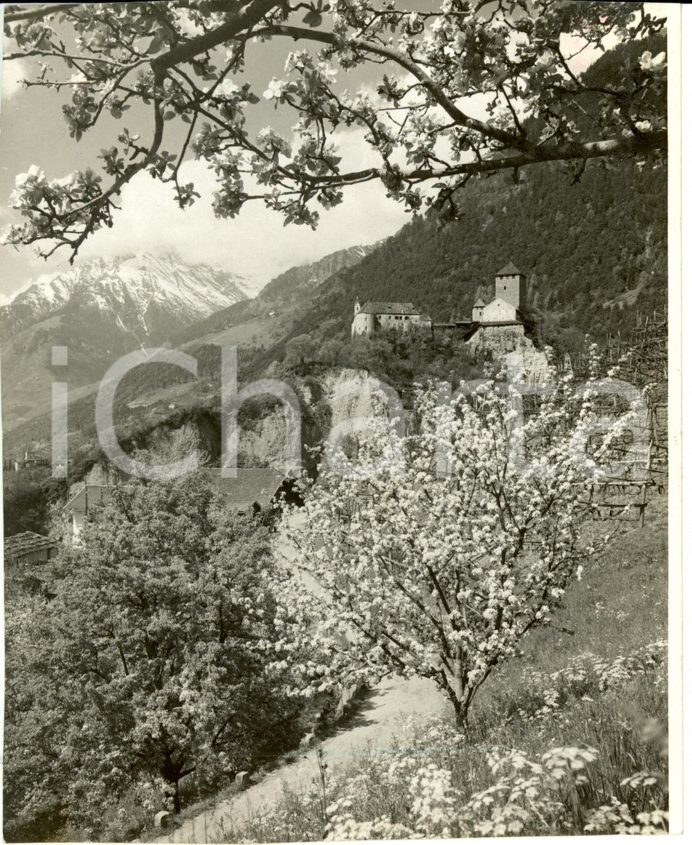 Fotografia d epoca originale 1939 MERANO BZ Veduta della valle con alberi in fiore Fotografia 1