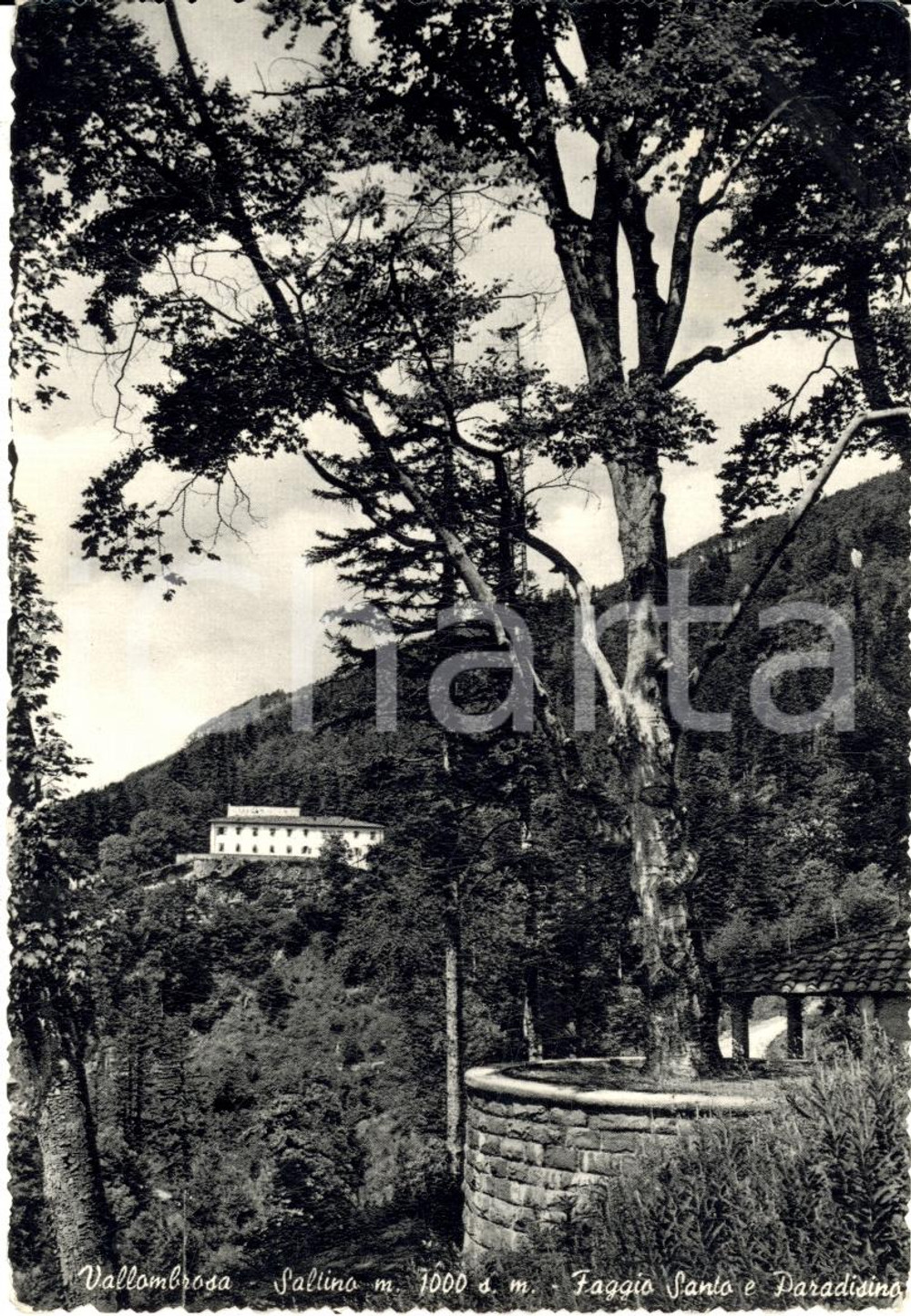 Cartolina originale da collezione 1958 VALLOMBROSA SALTINO Faggio santo e Paradisino FG 1