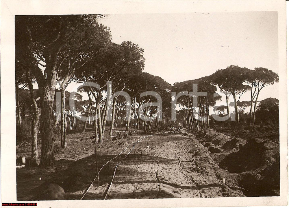Fotografia d epoca originale 1933 ROMA CASTEL FUSANO  Costruzione di strada nella pineta  Fotografia 1