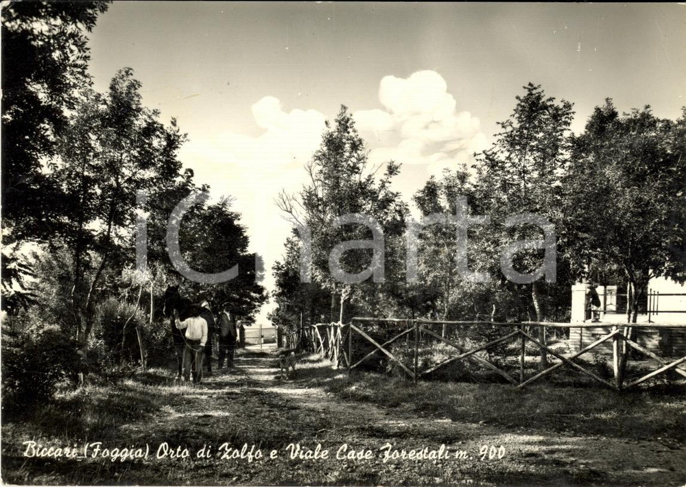 Cartolina originale da collezione 1955 ca BICCARI FG Orto di Zolfo e V.le Case Forestali 1