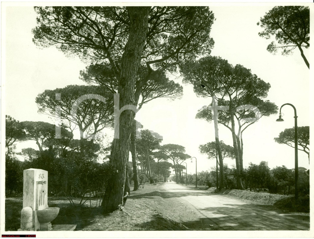 Fotografia d'epoca originale 1935 circa CASTEL FUSANO (RM) Il viale dei pini FOTO 1