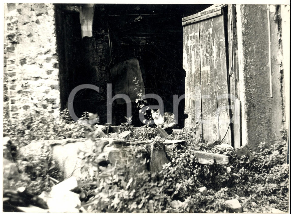 1960 ca MILANO SPARITA Via SCALDASOLE Gatto in una casa diroccata (1) *Foto