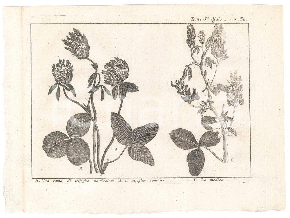 Stampa, bozzetto originale 1767 ? LO SPETTACOLO DELLA NATURA  Trifoglio  Medica Stampa tomo 5 1