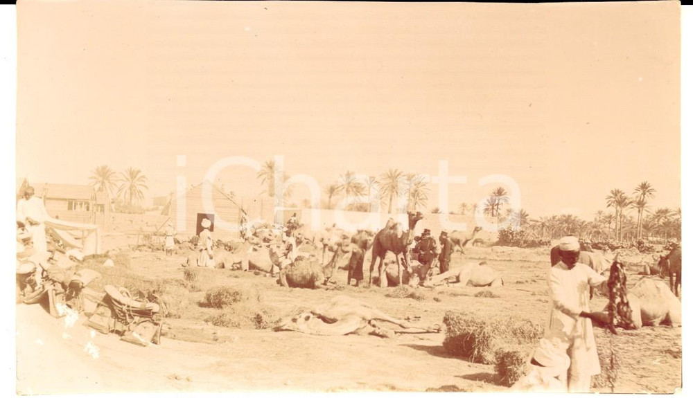 Fotografia d epoca originale 1920 ca LIBIA Militari italiani in un oasi tra i cammelli Fotografia 15x10 1