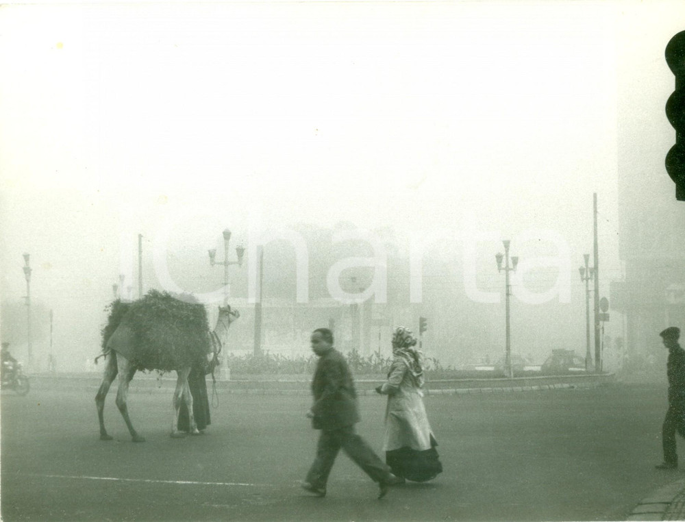 Fotografia d epoca originale 1950 ca IL CAIRO EGITTO Cammello in centro in giornata di nebbia Fotografia 1