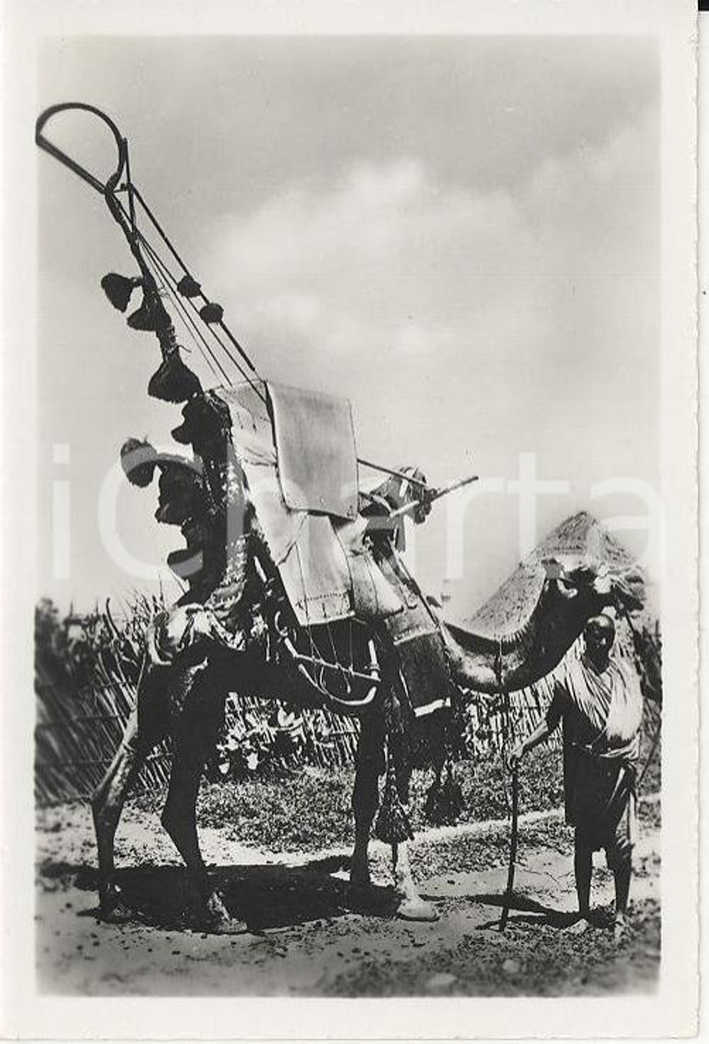 Fotografia d epoca originale 1935ca A.O.I. ETIOPIA Ritratto di guerriero etiope con cammello VERA FOTO 9X5,8 1