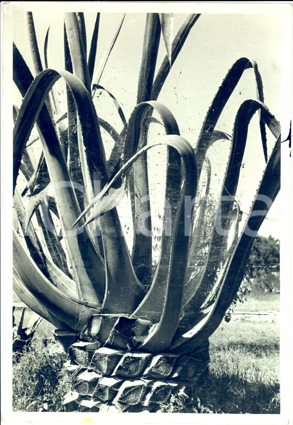 Fotografia d epoca originale 1938 ABBI ADDI ETIOPIA Agave gigante Fotografia Arrigo GOLDONI 1