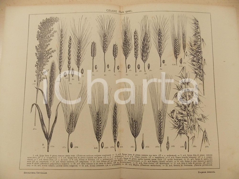 Stampa, bozzetto originale 1900 ca LEXICON VALLARDI Enciclopedia Universale  Varie specie di grani Tavola 1