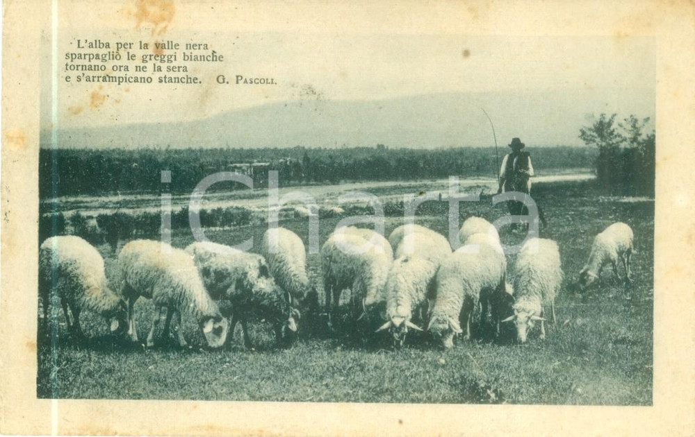 Cartolina originale da collezione 1917 VERONA Pastore al pascolo con gregge di pecore Cartolina FP VG 1