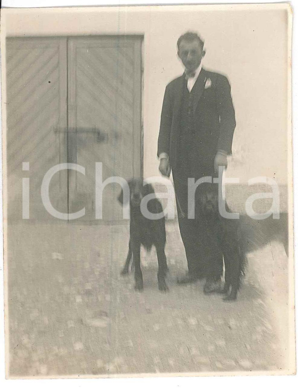 1920 ca BELGIO (?) Uomo con due bracchi tedeschi KURZHAAR - Fotografia anonima  Fotografia d'epoca. FAIR/discreto Lievi smussature agli angoli Formato: 10x8 cm originale e autentica 1